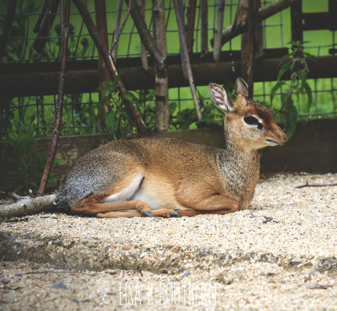 Kirk's Dik Dik
