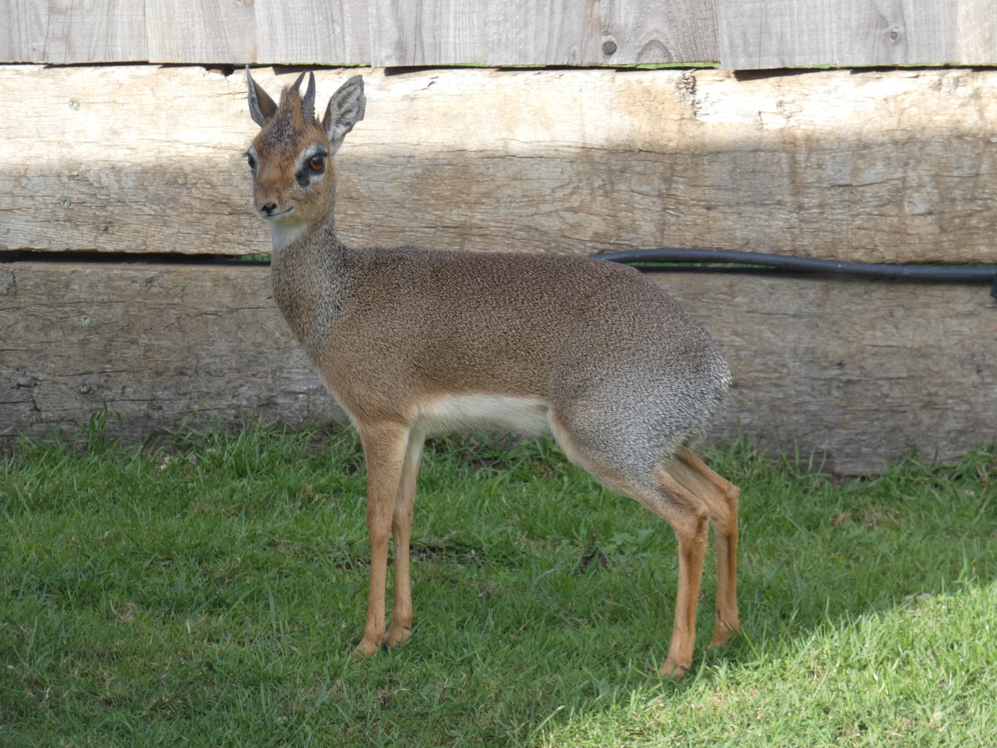 Kirk's dik-dik
