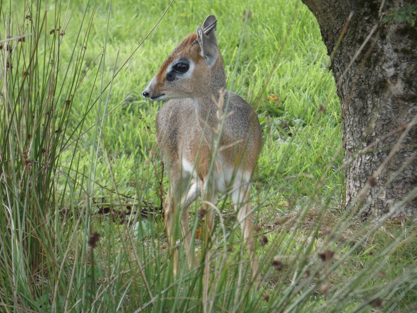 Kirk's dik-dik