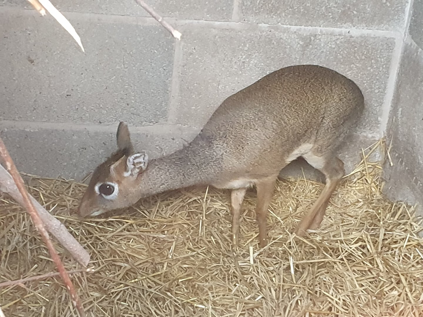 Kirk's Dik Dik