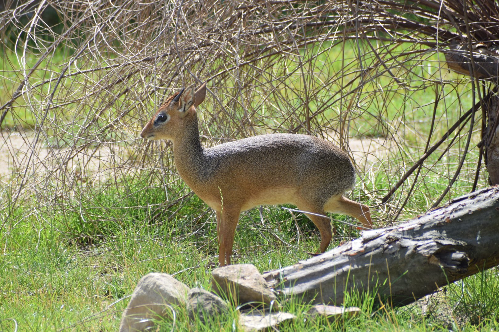Kirk's dik-dik