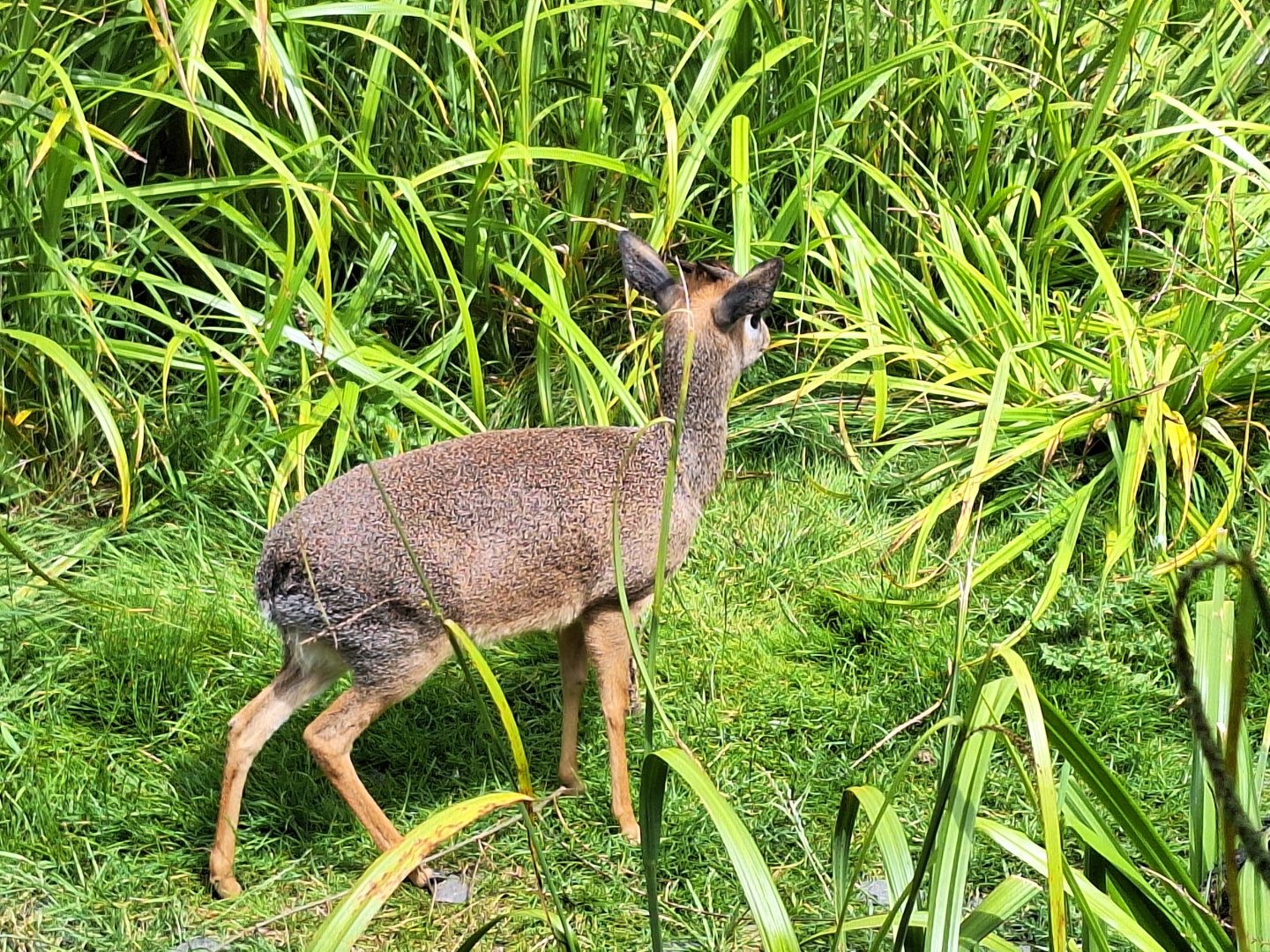 Kirk's Dik-Dik