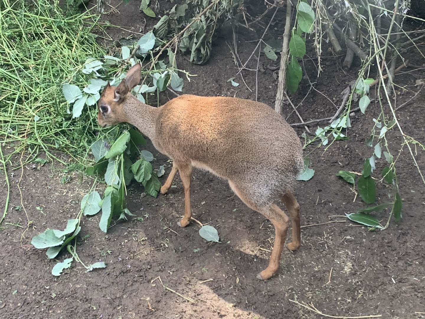 Kirk's dik-dik