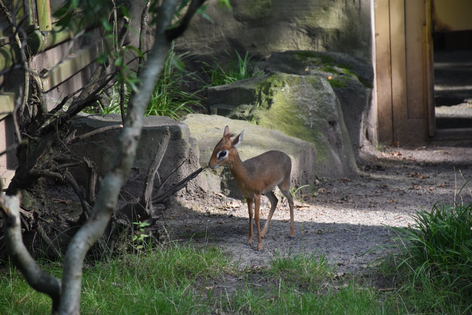 Kirk's dik-dik