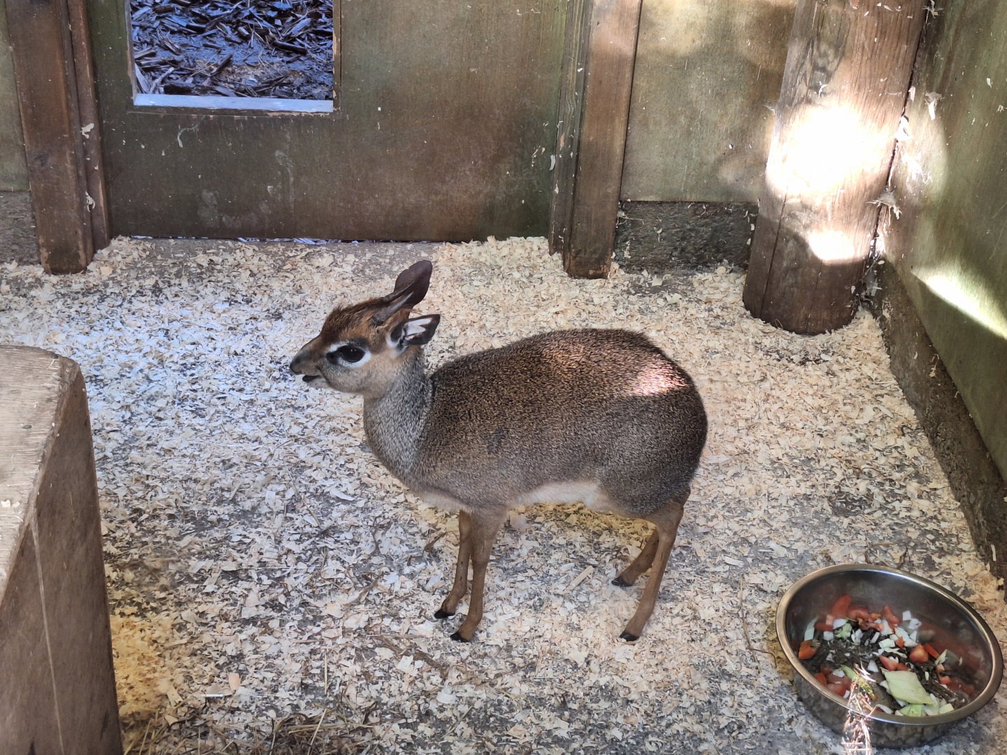 Kirk's Dik-Dik