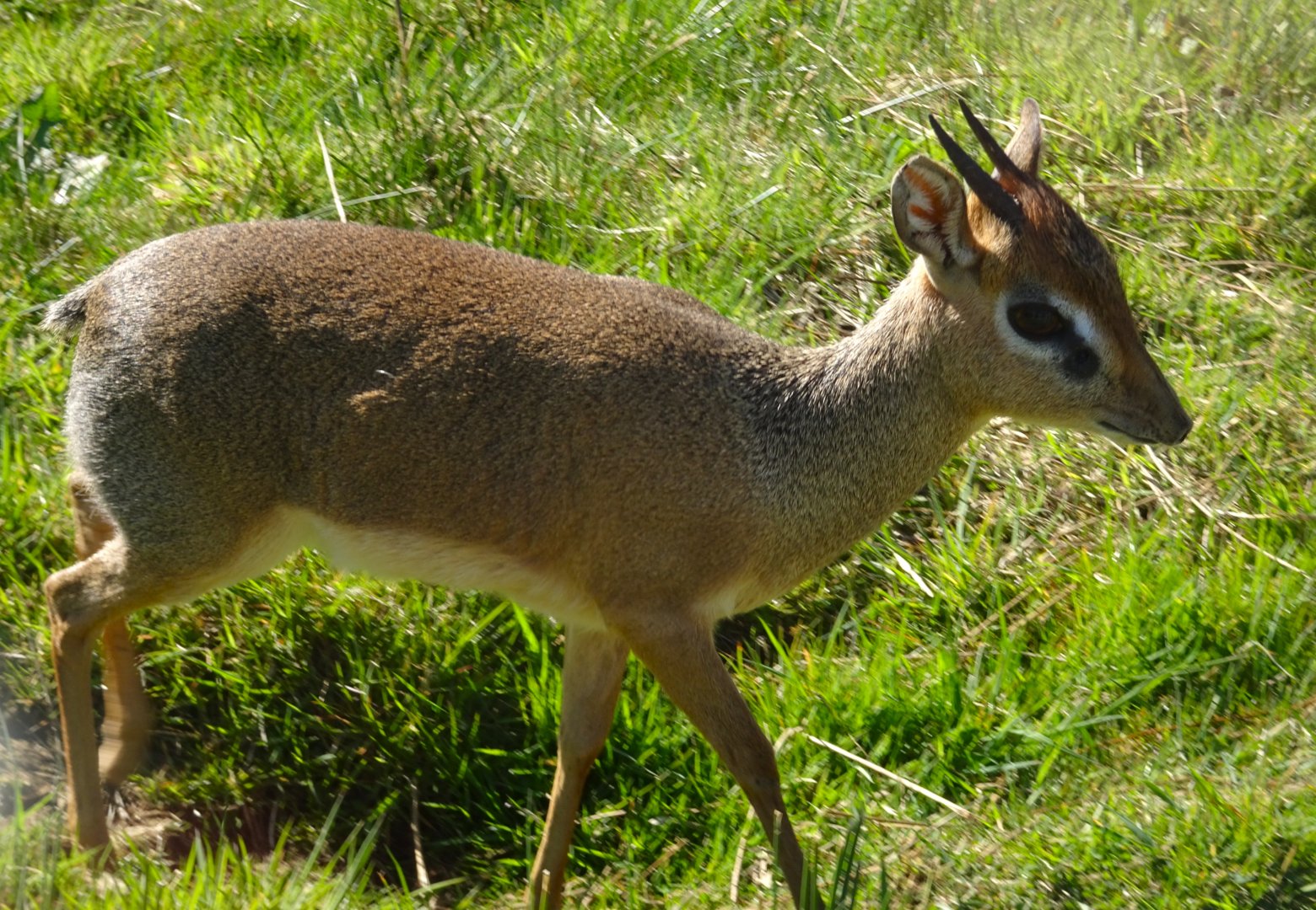 Kirk's dik-dik