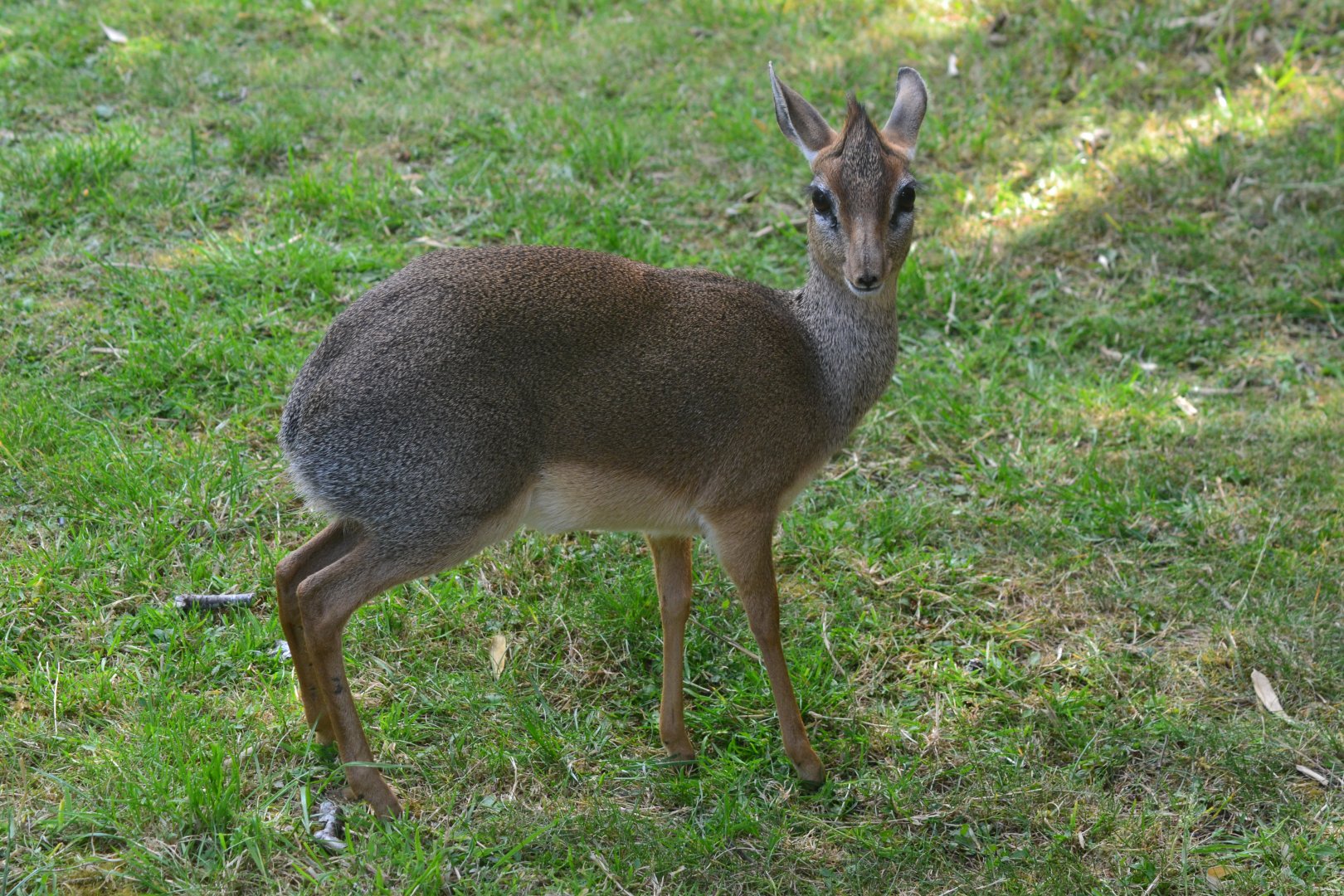 Kirk's dik dik