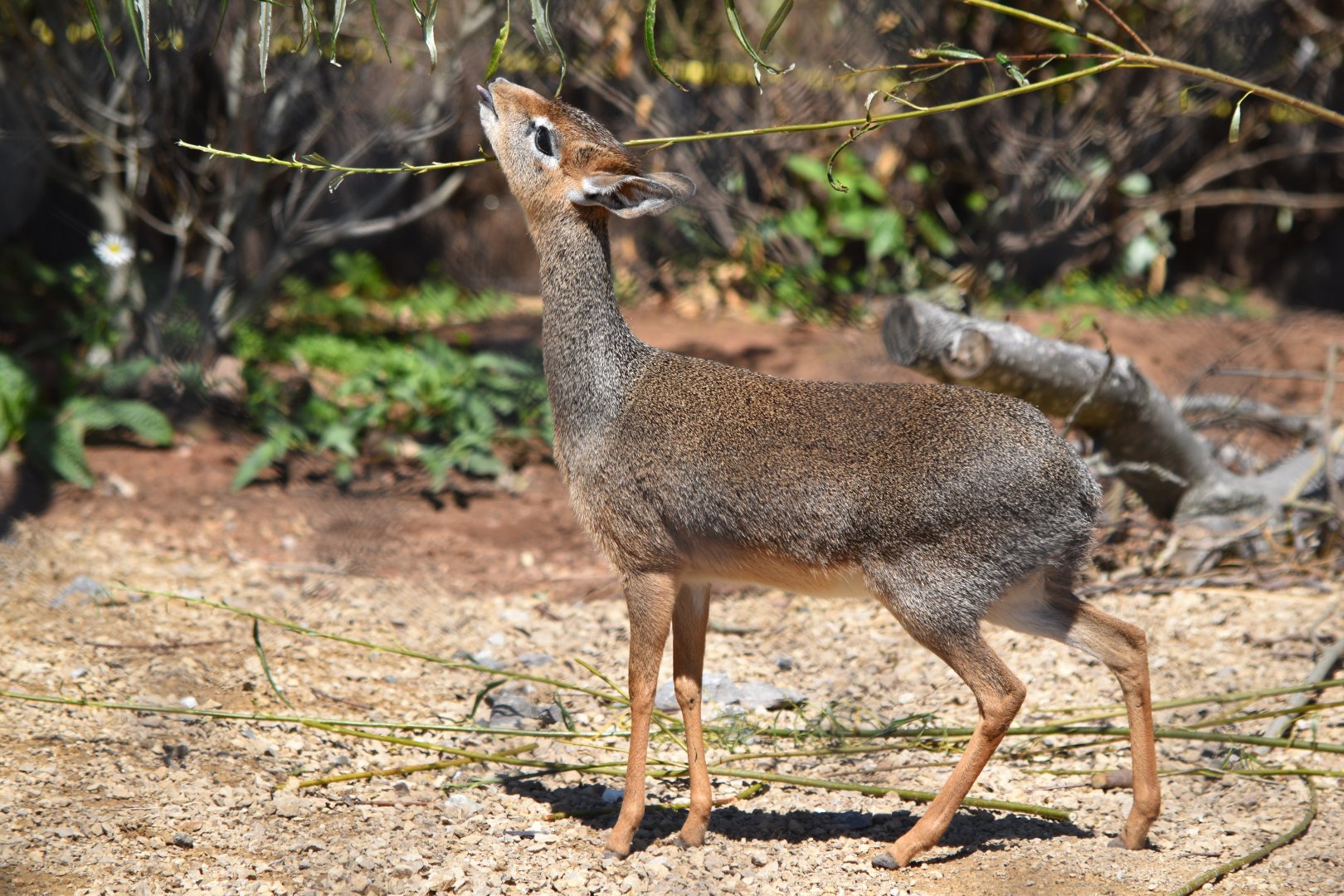 Kirk's dik-dik