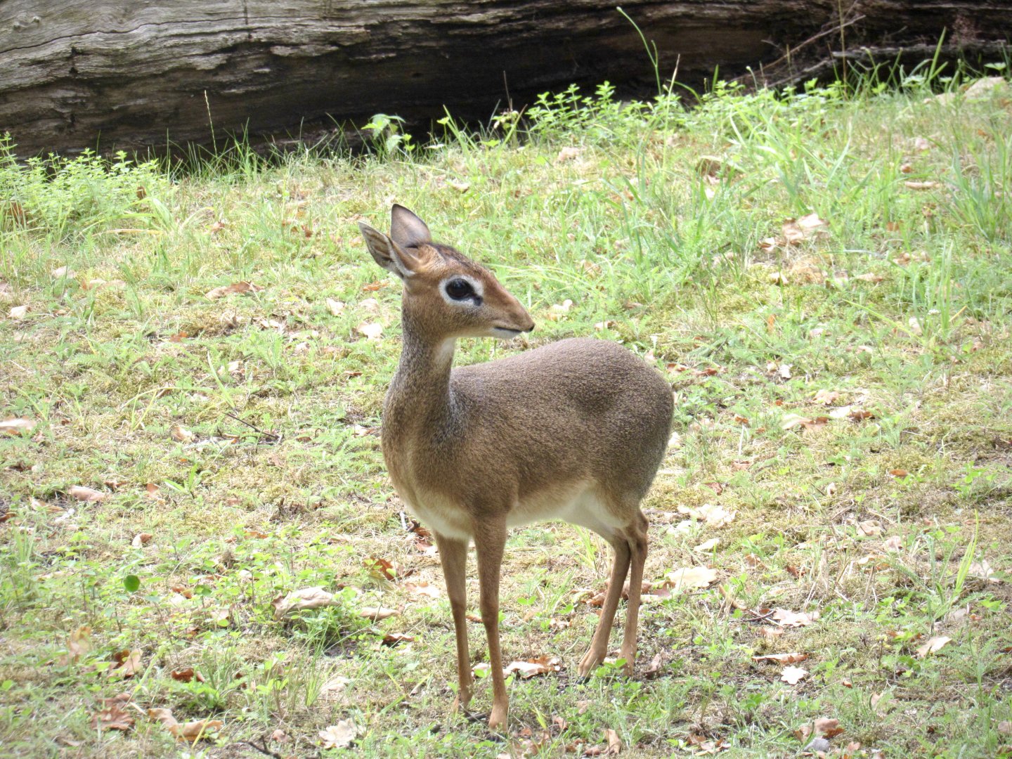 Kirk’s dik-dik