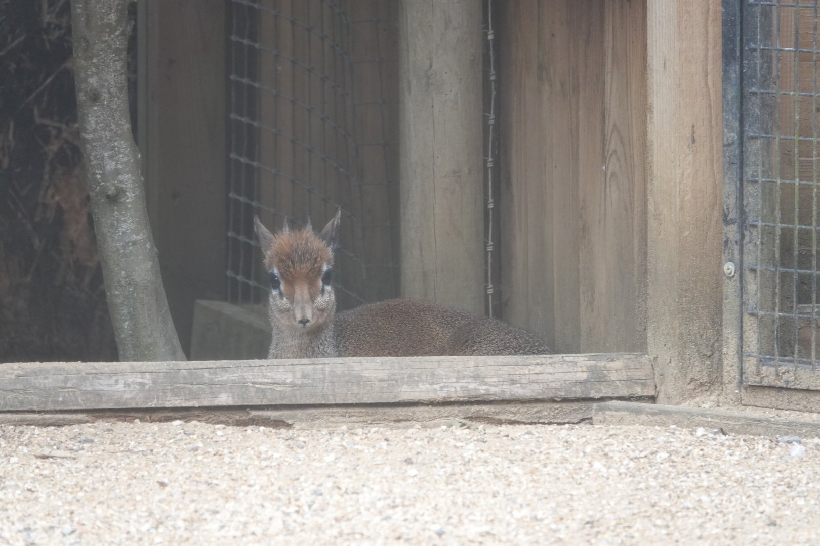 Kirk's dik dik