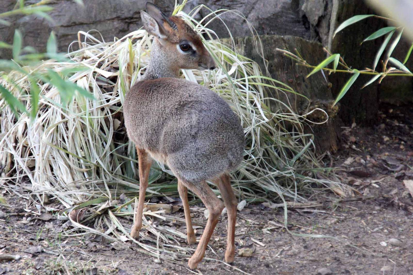 Kirk's Dik Dik