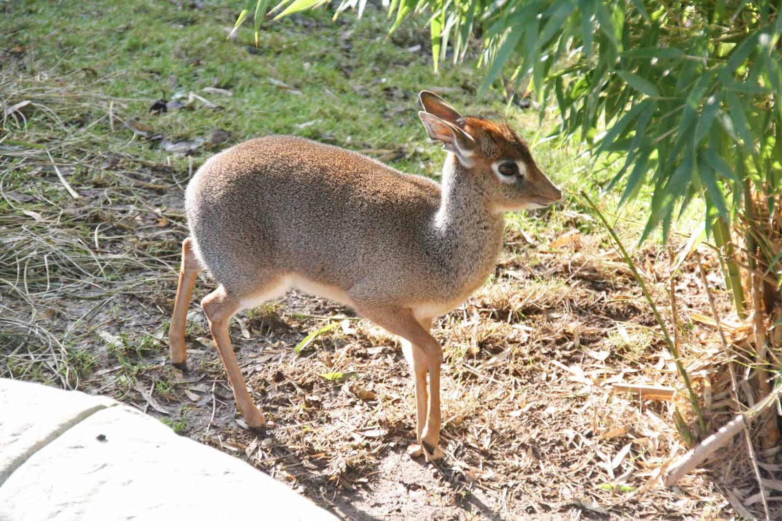 Kirk's Dik Dik
