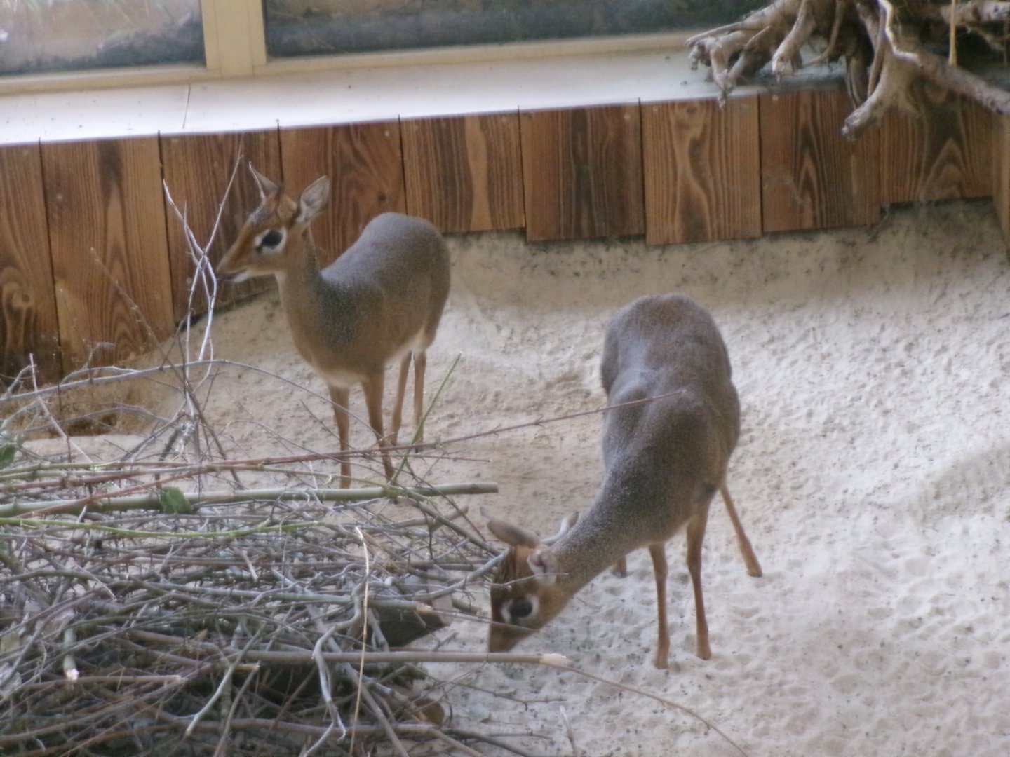 Kirk's dik-dik