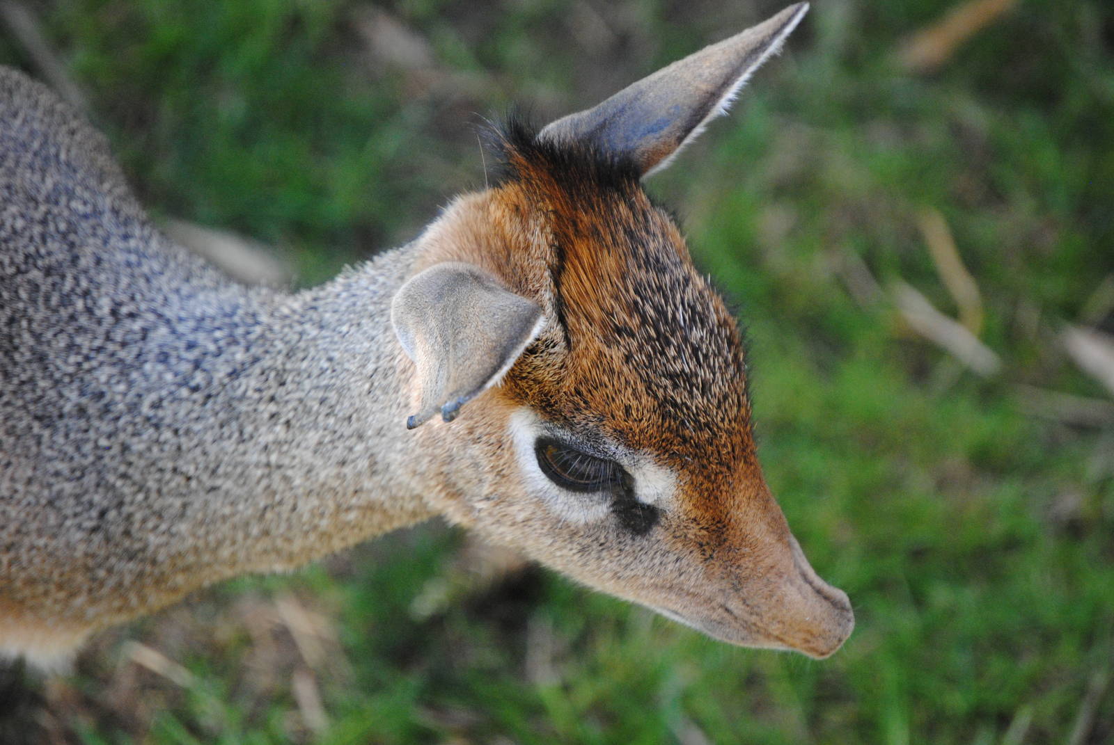 Kirk's Dik Dik