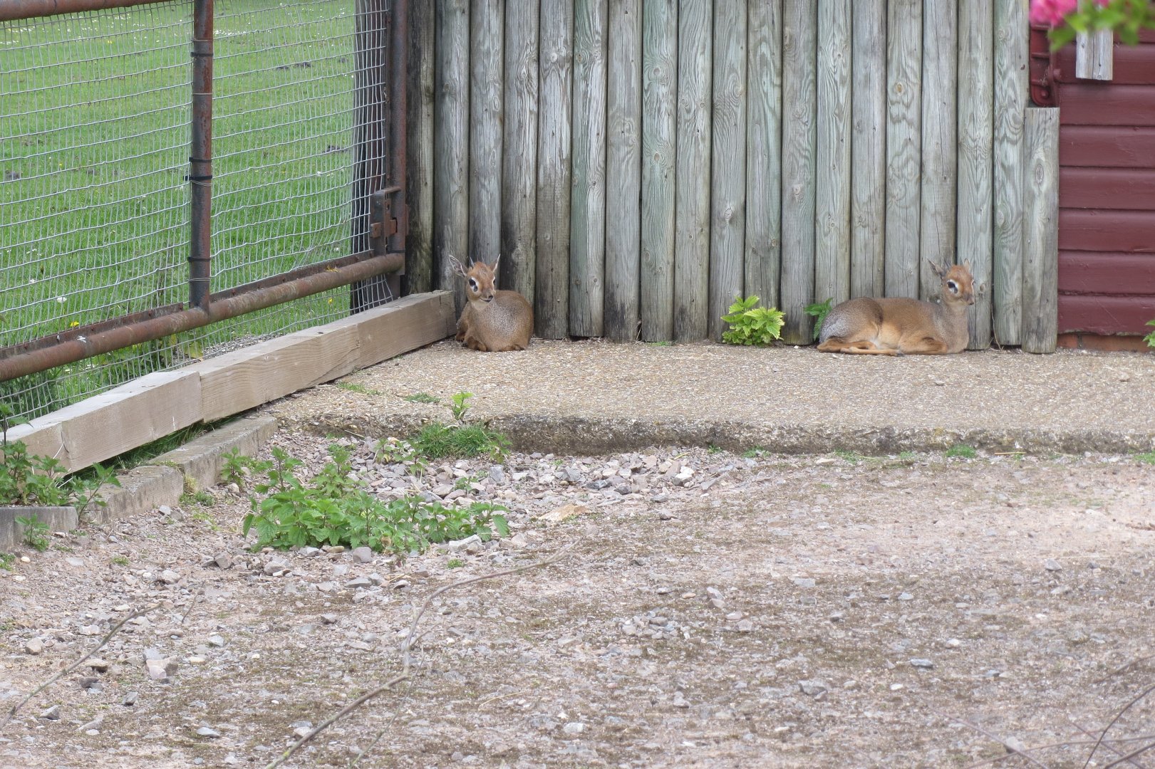 Kirk’s dik-diks 110519