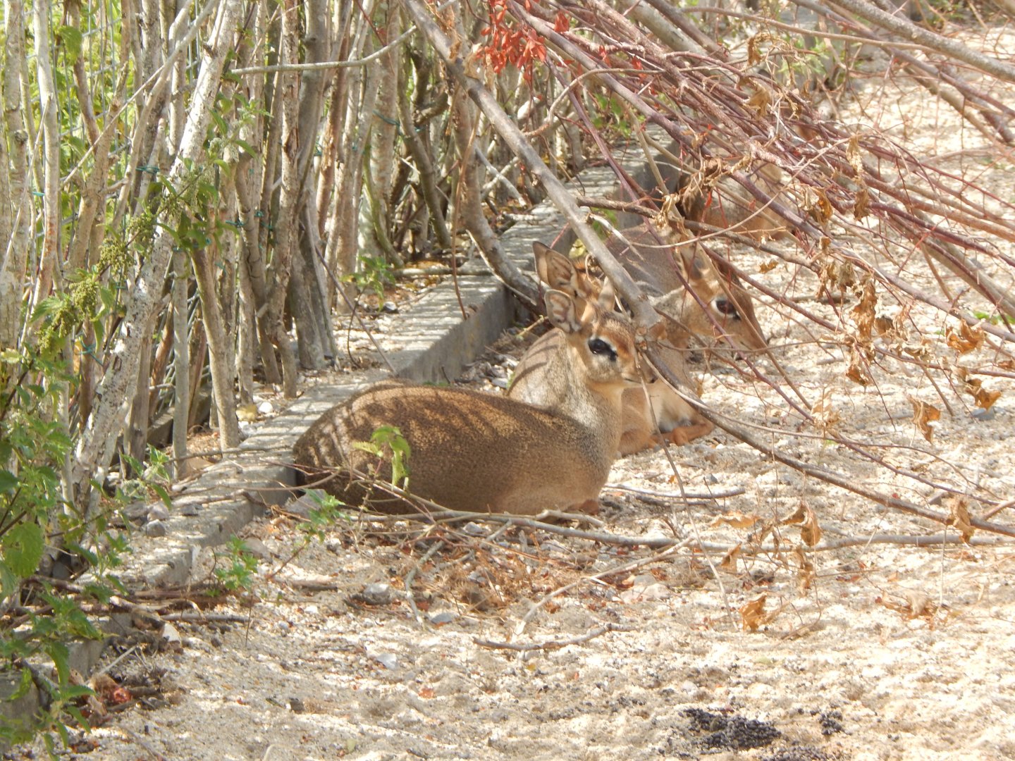 Kirk's dik-diks 150725