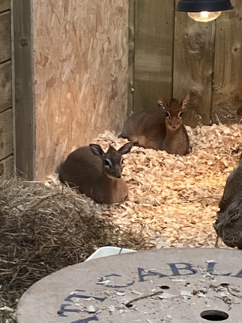 Kirk's dik-diks 190422