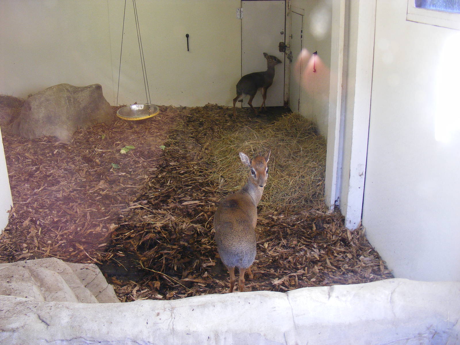 Kirks Dik Diks indoors at Colchester Zoo, 14 February 2009