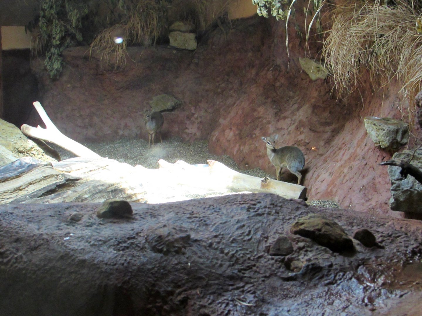 Kirk's dik-diks - July/2017