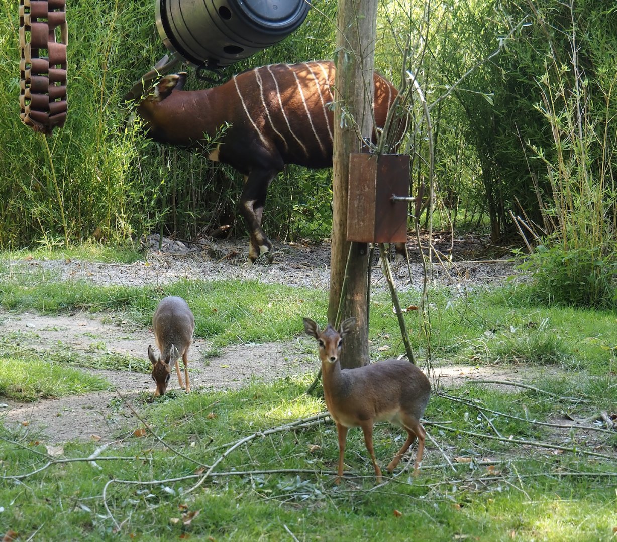 Kirk's dik-diks (Madoqua kirkii) and Mountain bongo (Tragelaphus eurycerus isaaci), 2024-07-28