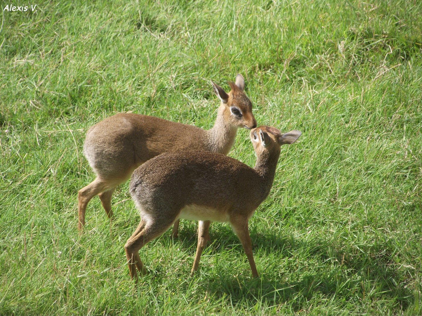Kirk's Dik-diks - Zooparc de Beauval - 13/07/2024