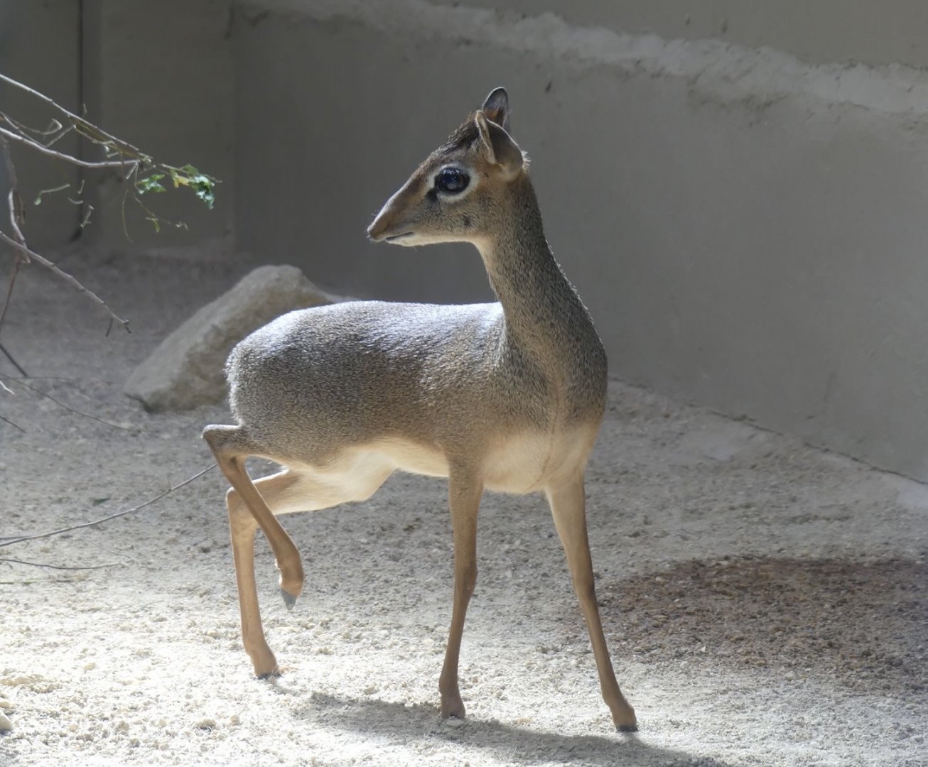 Kirk’s Dikdik - 11.07.25