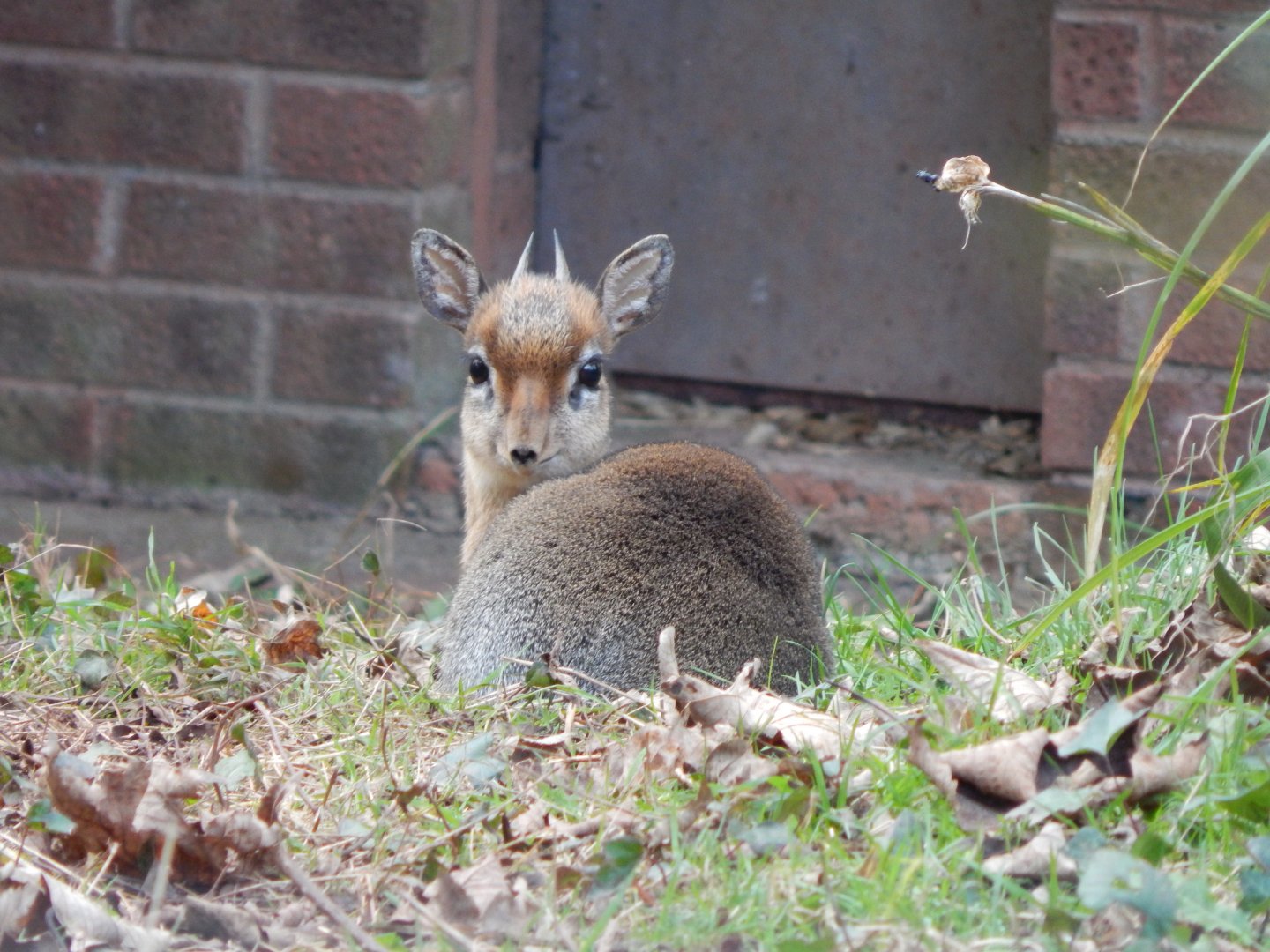 Kirk's dikdik 201121