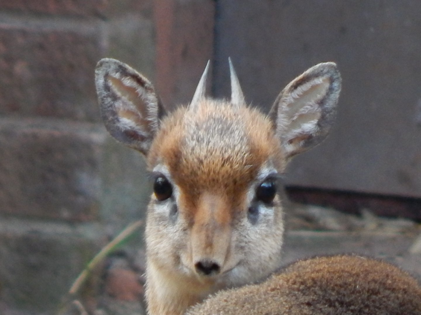 Kirk's dikdik 201121