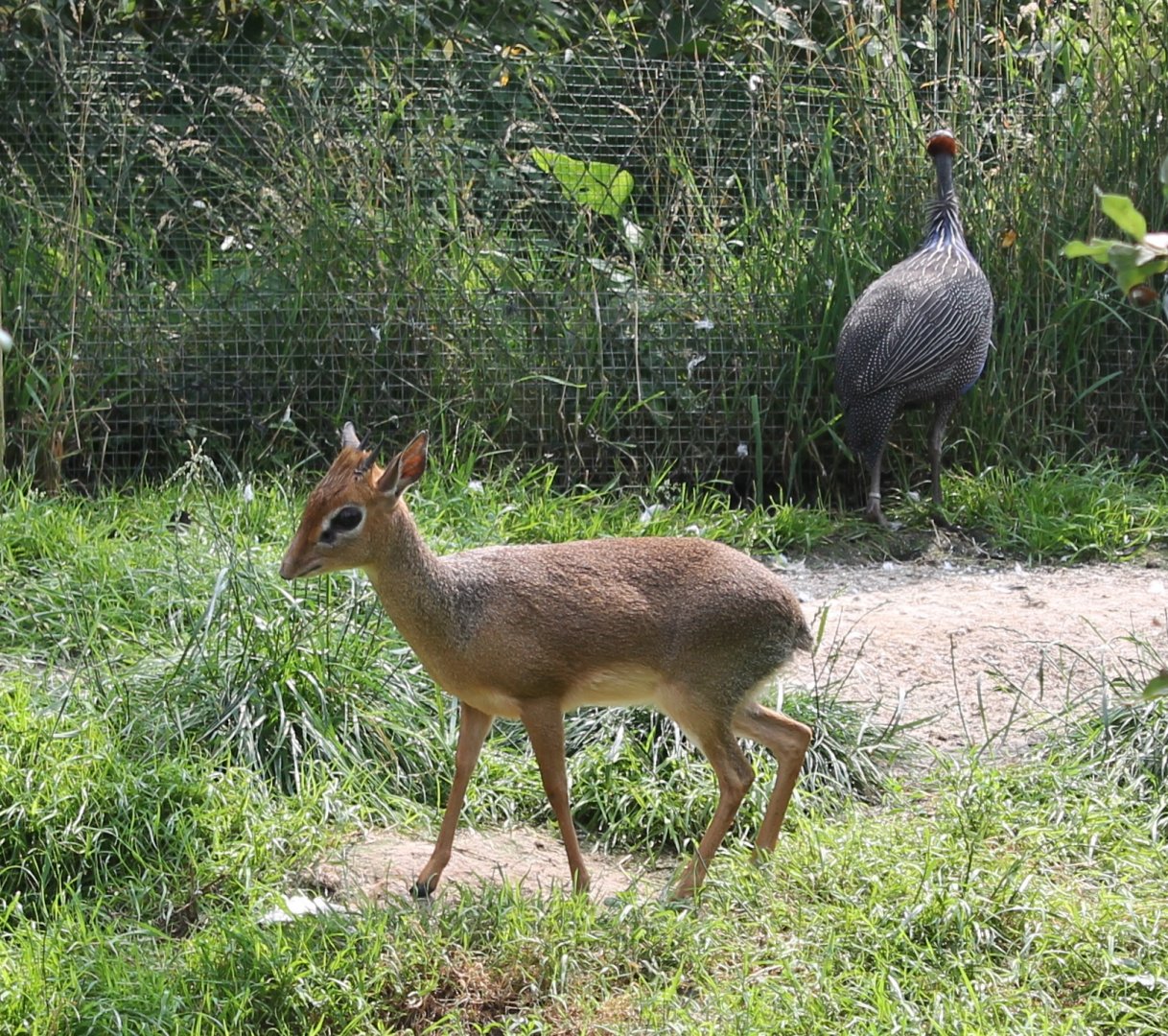 Kirk's  dikdik and Vulturine guineafowl