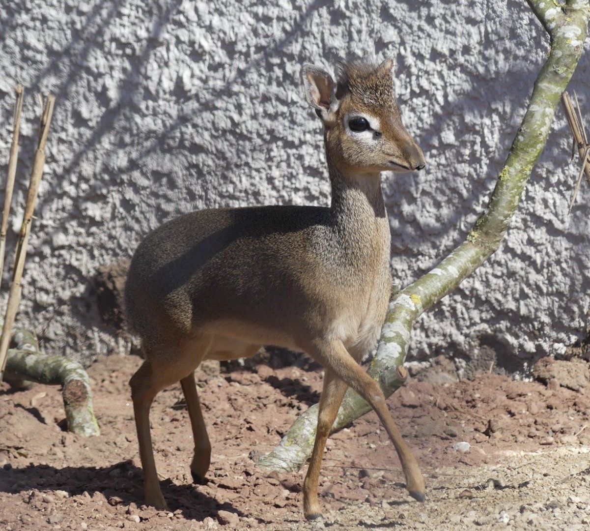 Kirk’s Dikdik - Heart of Africa - 02.04.25