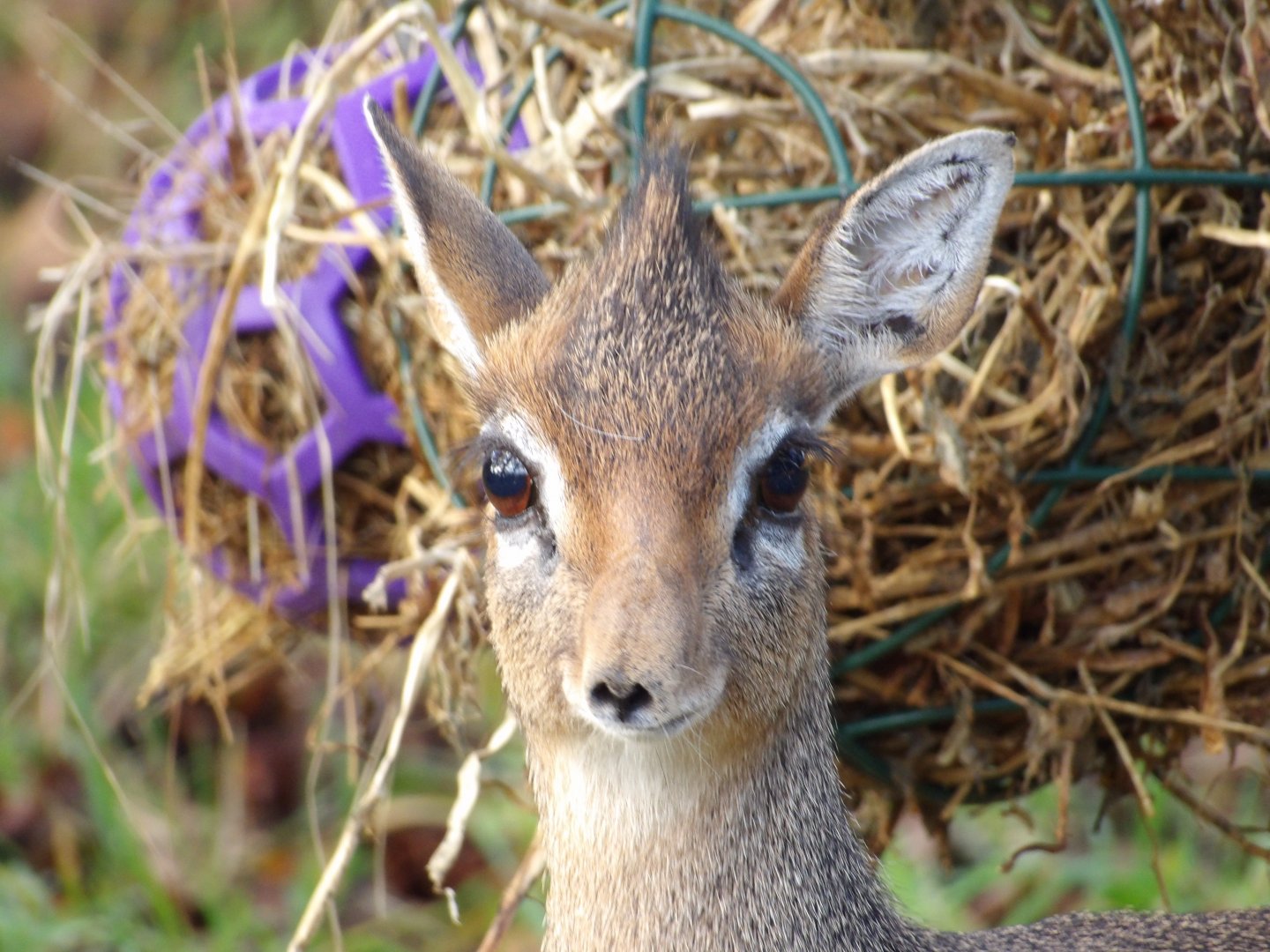 Kirk’s Dikdik (Madoqua kirkii)