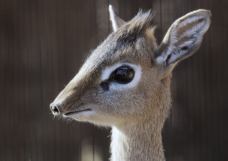 Kirk's dikdik