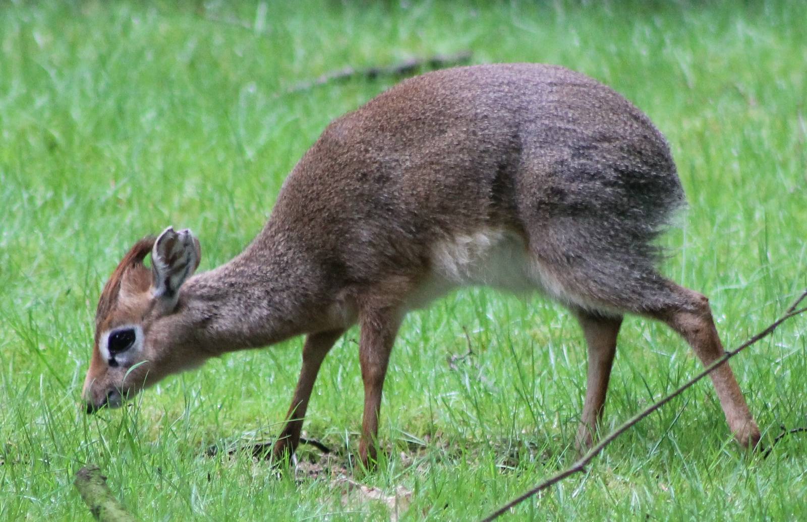 Kirk's dikdik