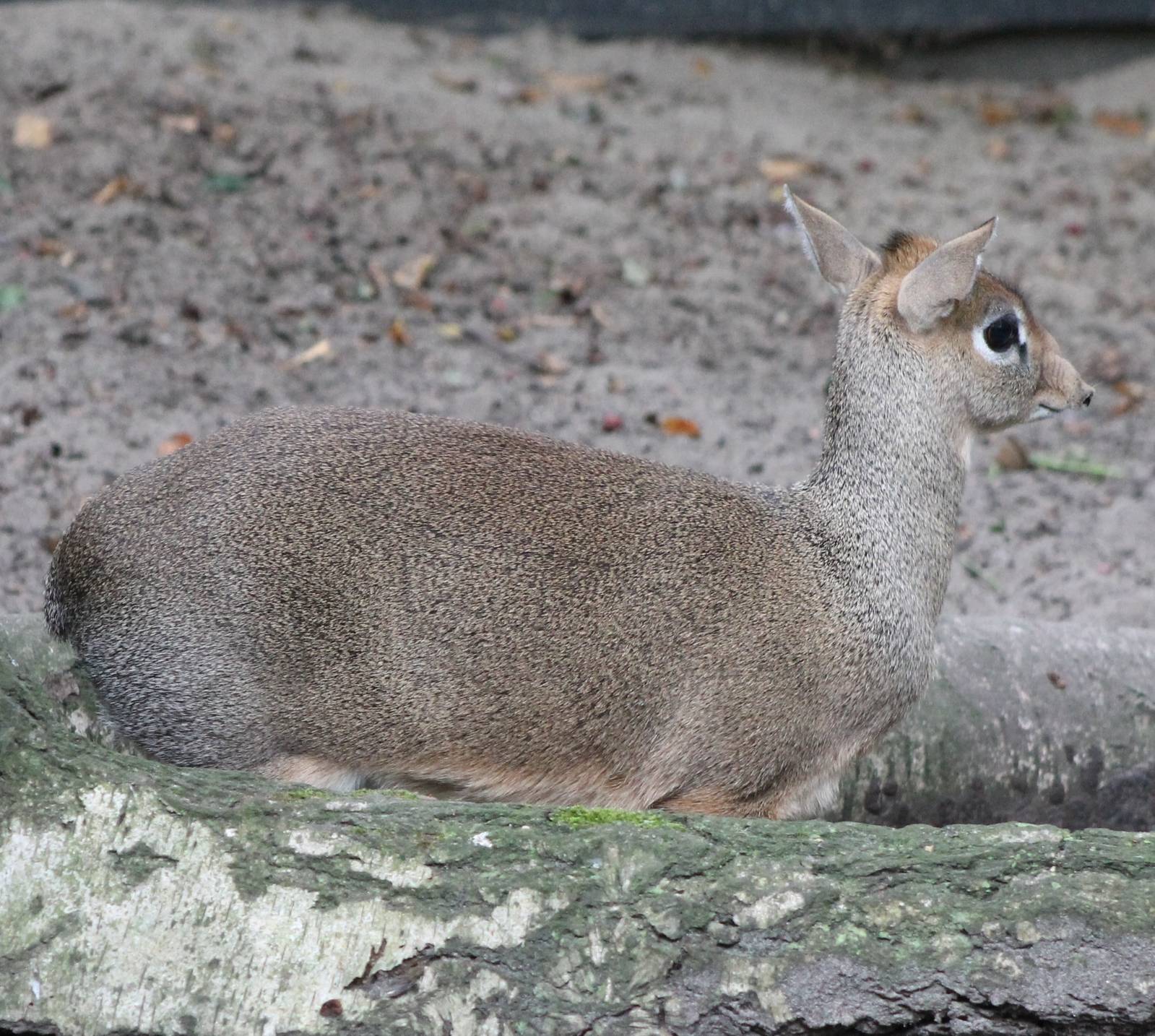 Kirk's dikdik