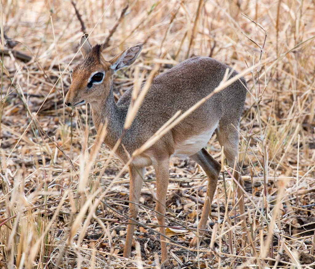 Kirks Dikdik