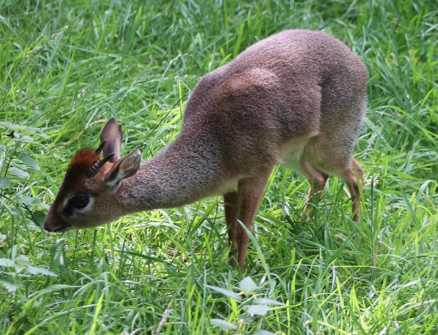 Kirk's dikdik