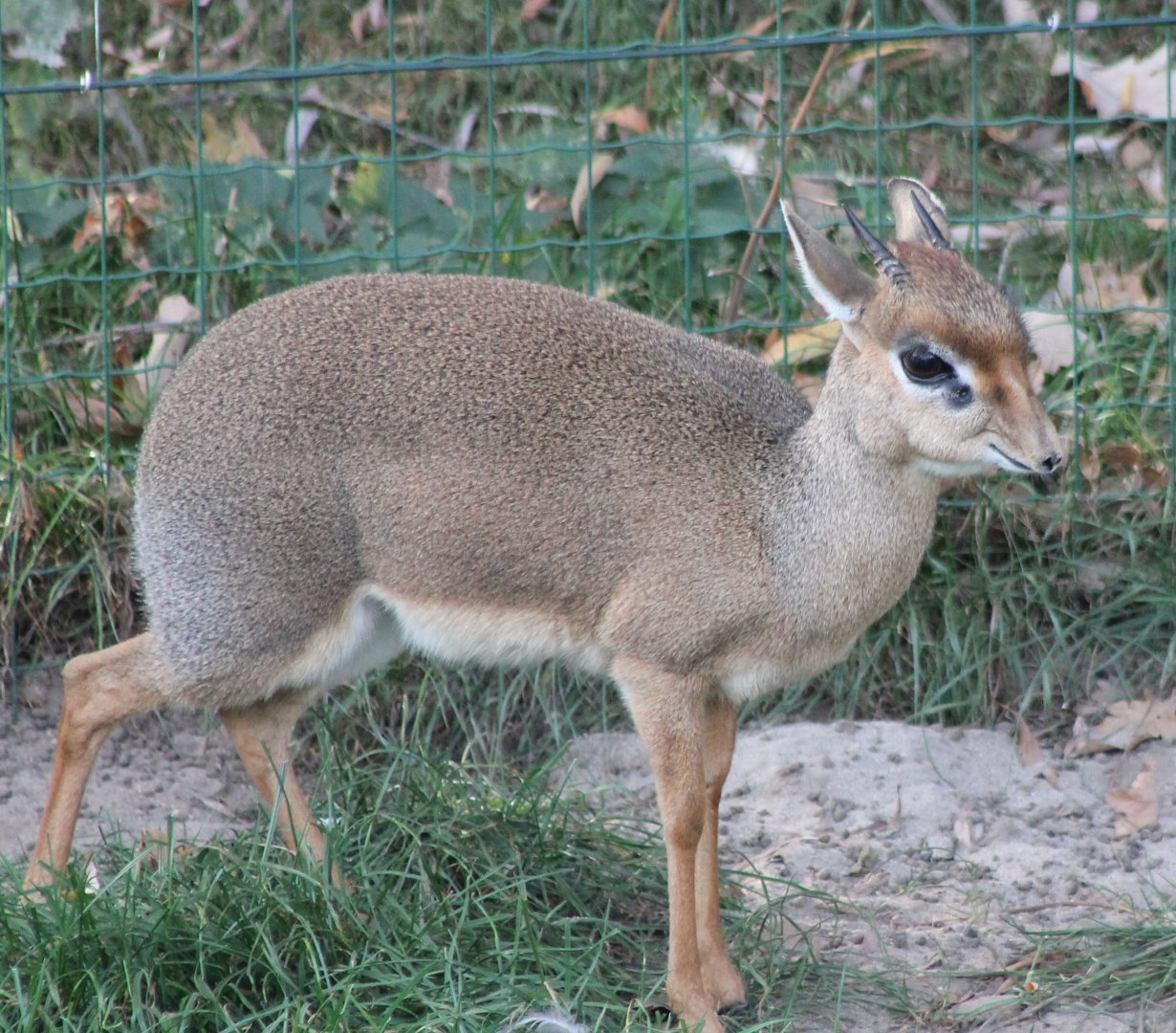 Kirk's dikdik
