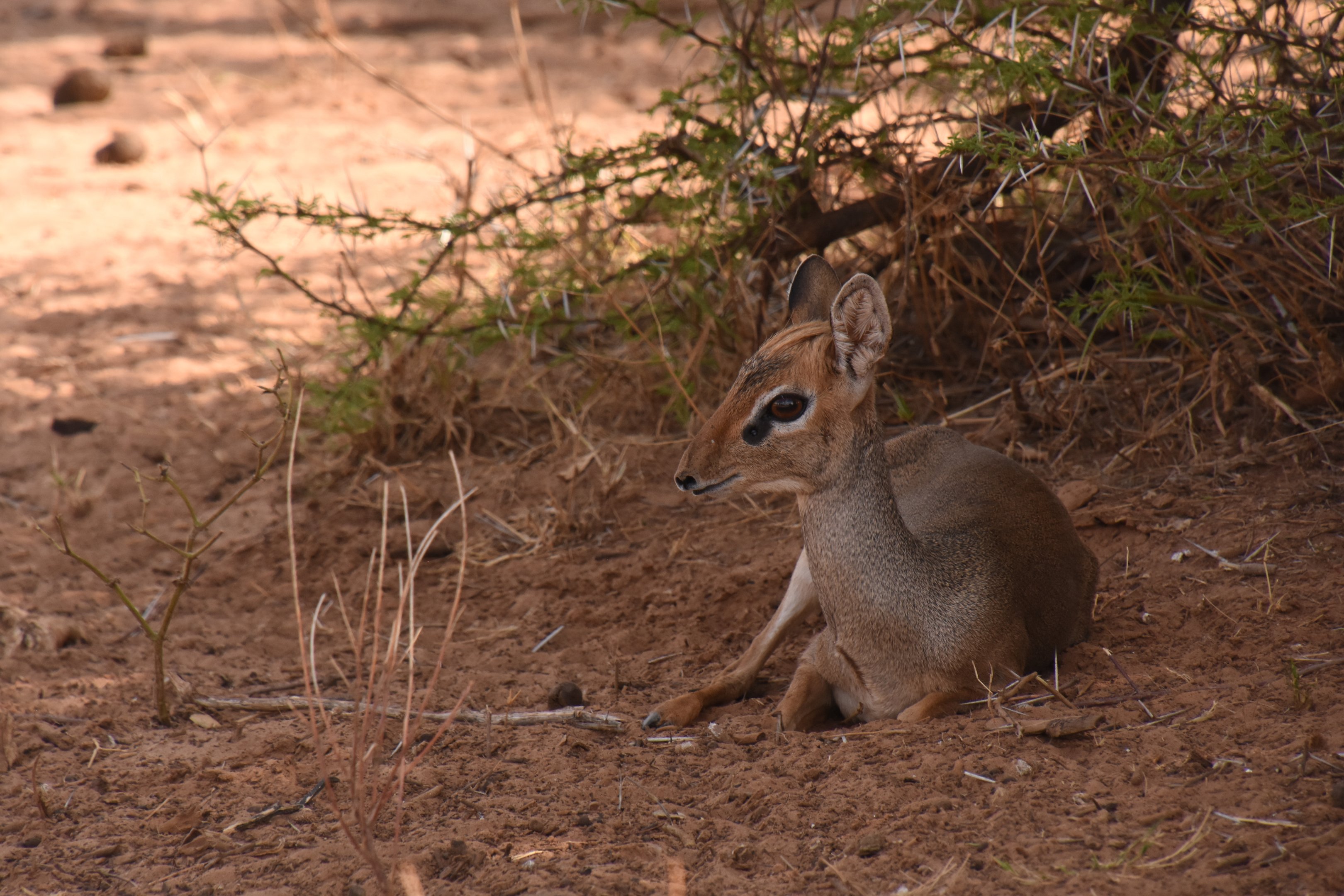 Kirk's dikdik