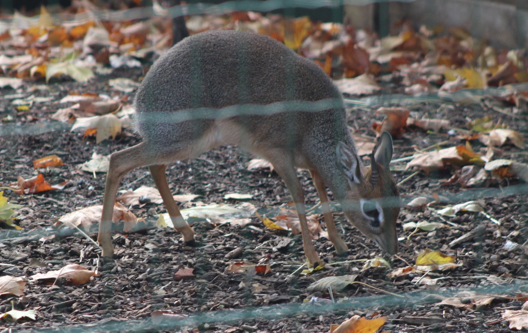 Kirk's dikdik