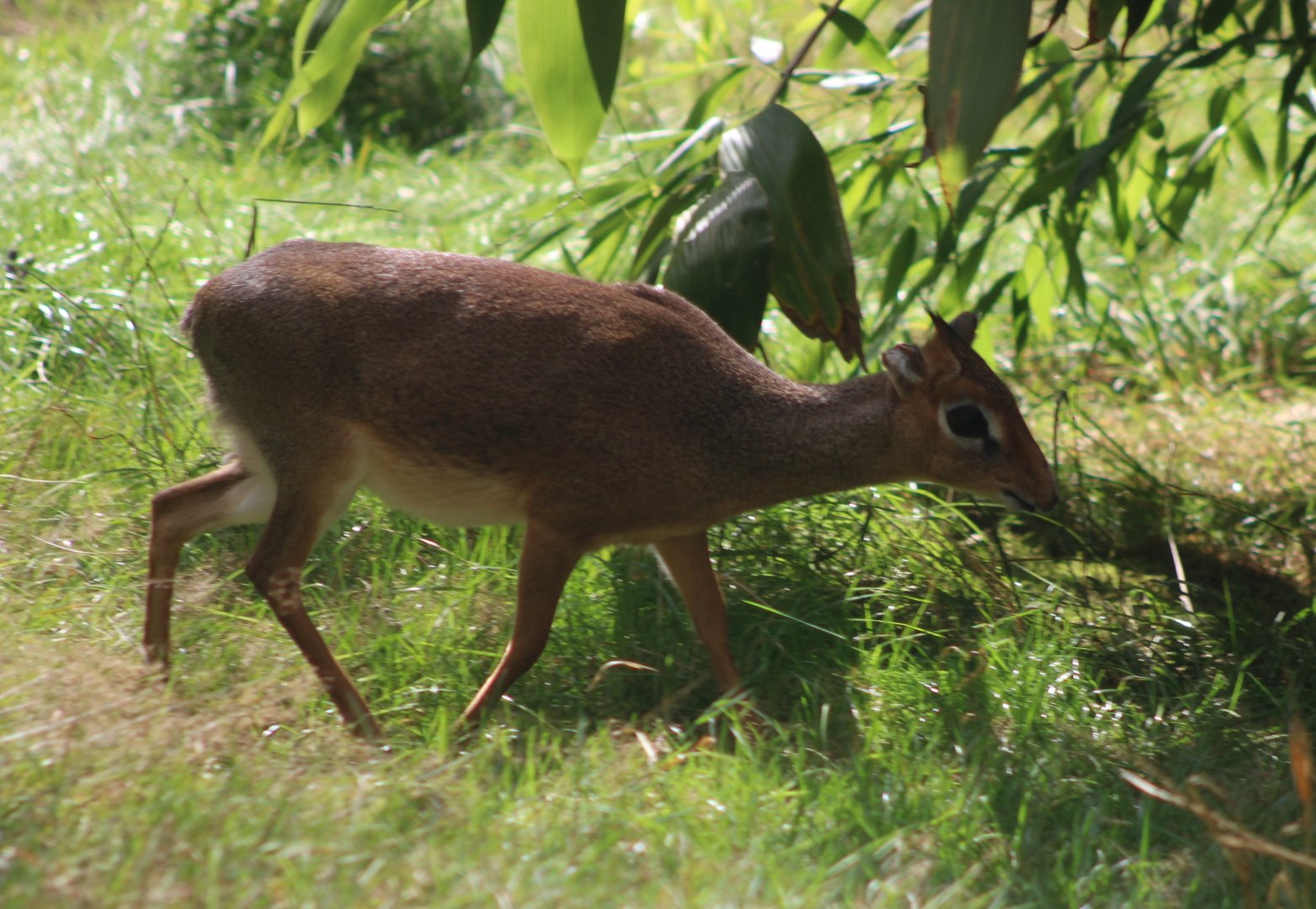 Kirk's dikdik