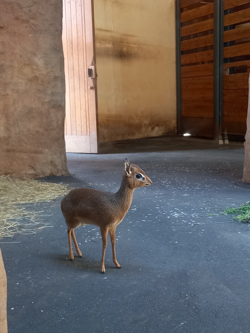 Kirk's dikdik
