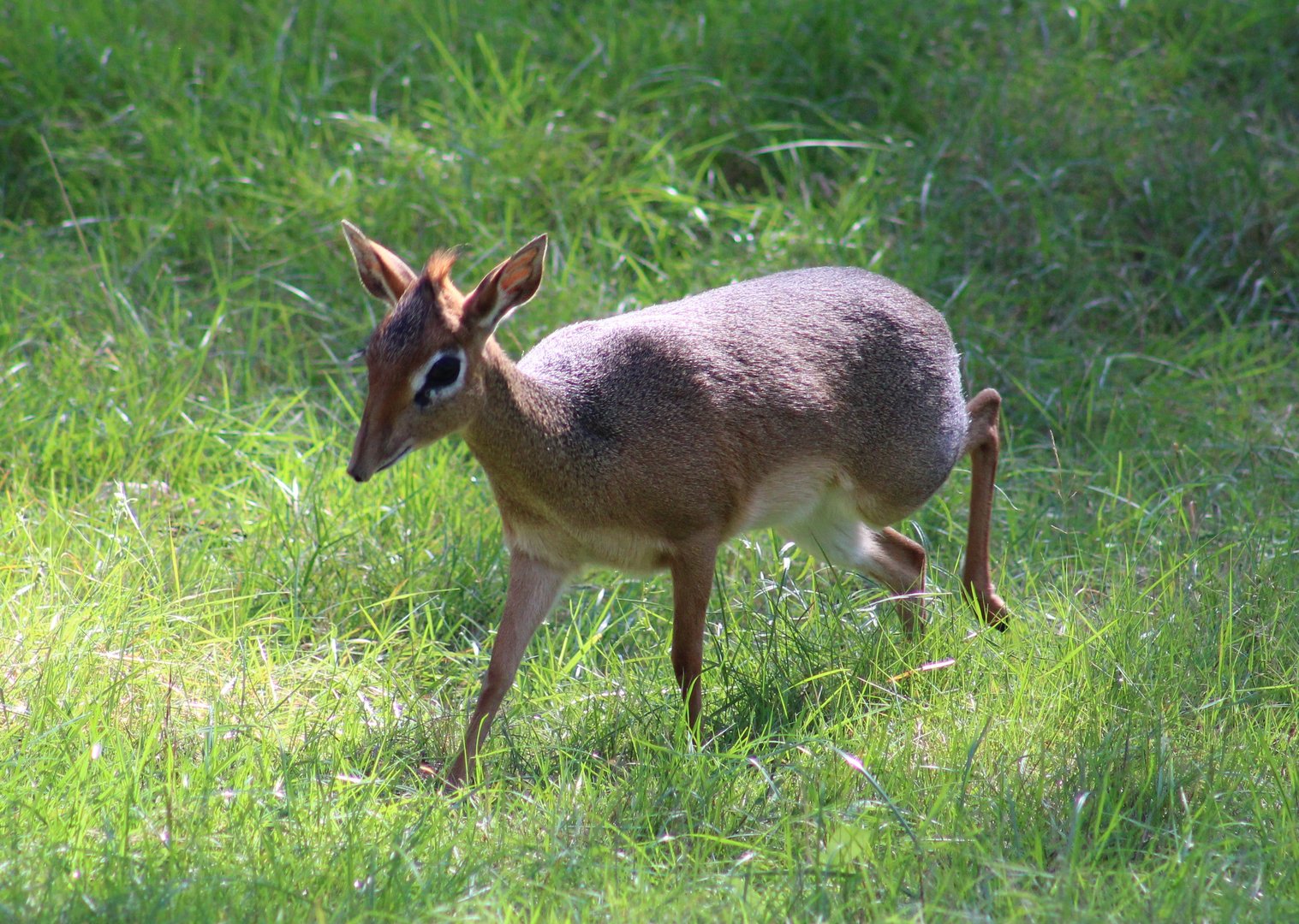 Kirk's dikdik