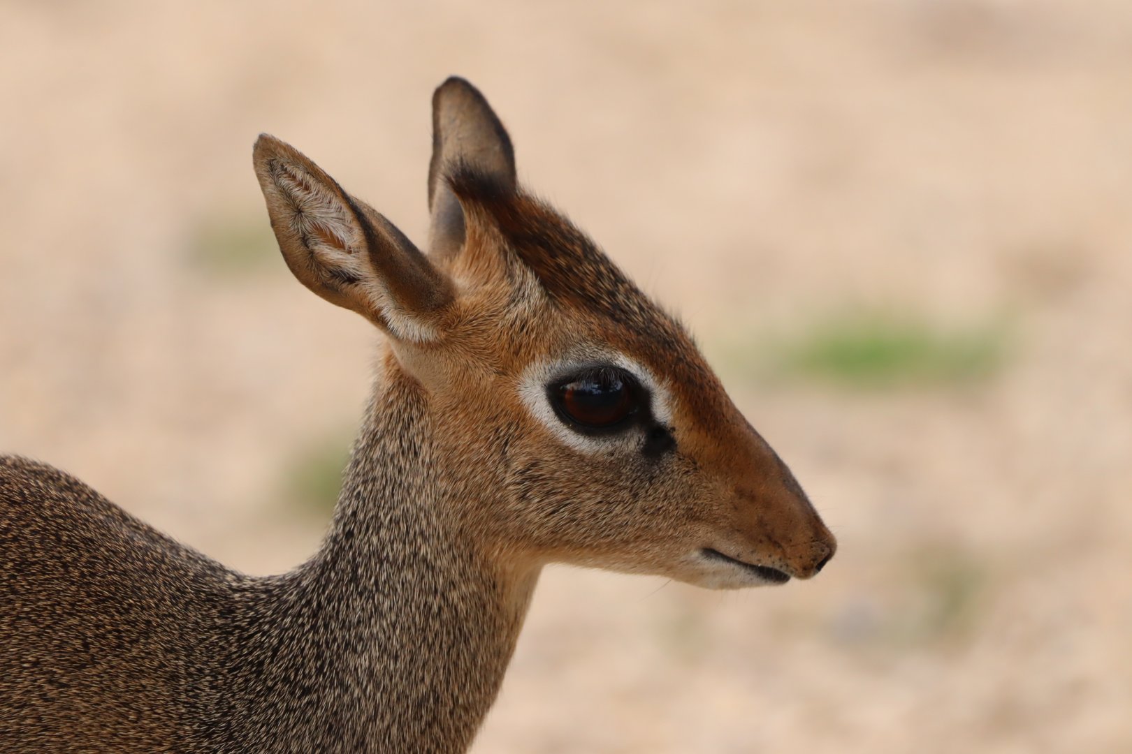 Kirk's Dikdik