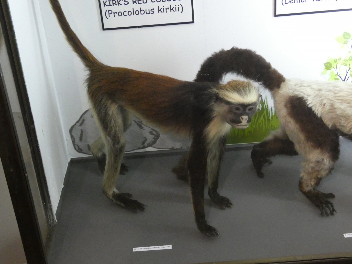 Kirk's red colobus taxidermy