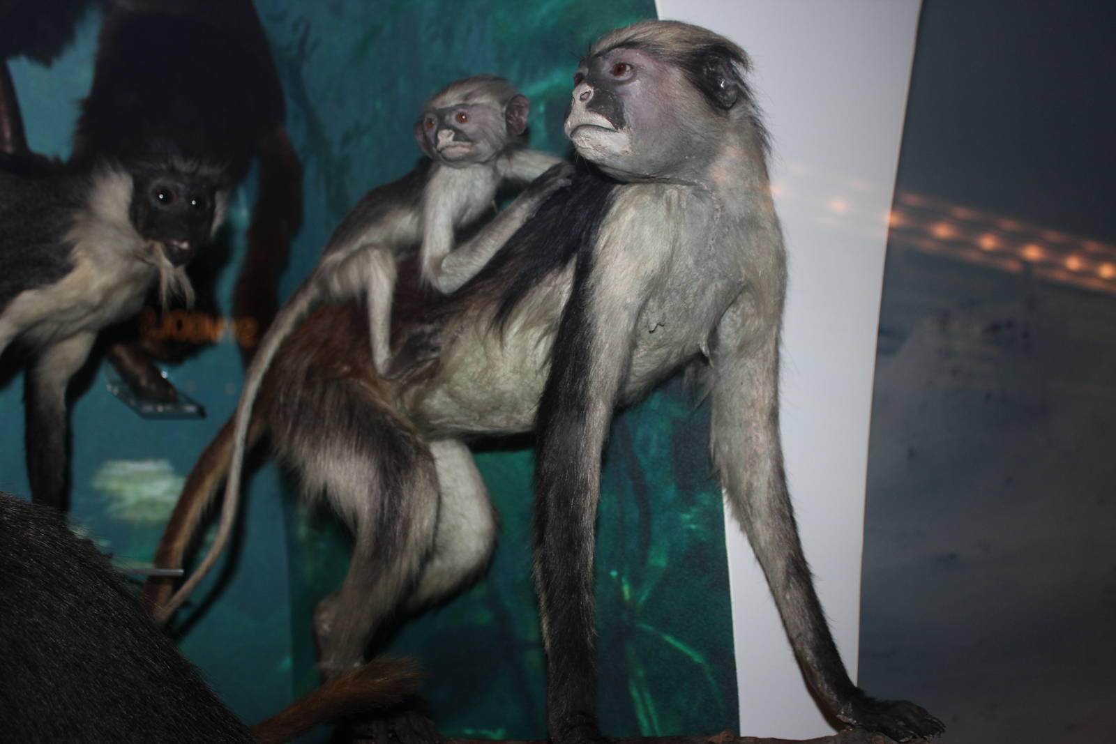 Kirk's/Zanzibar red colobus (Taxidermy)