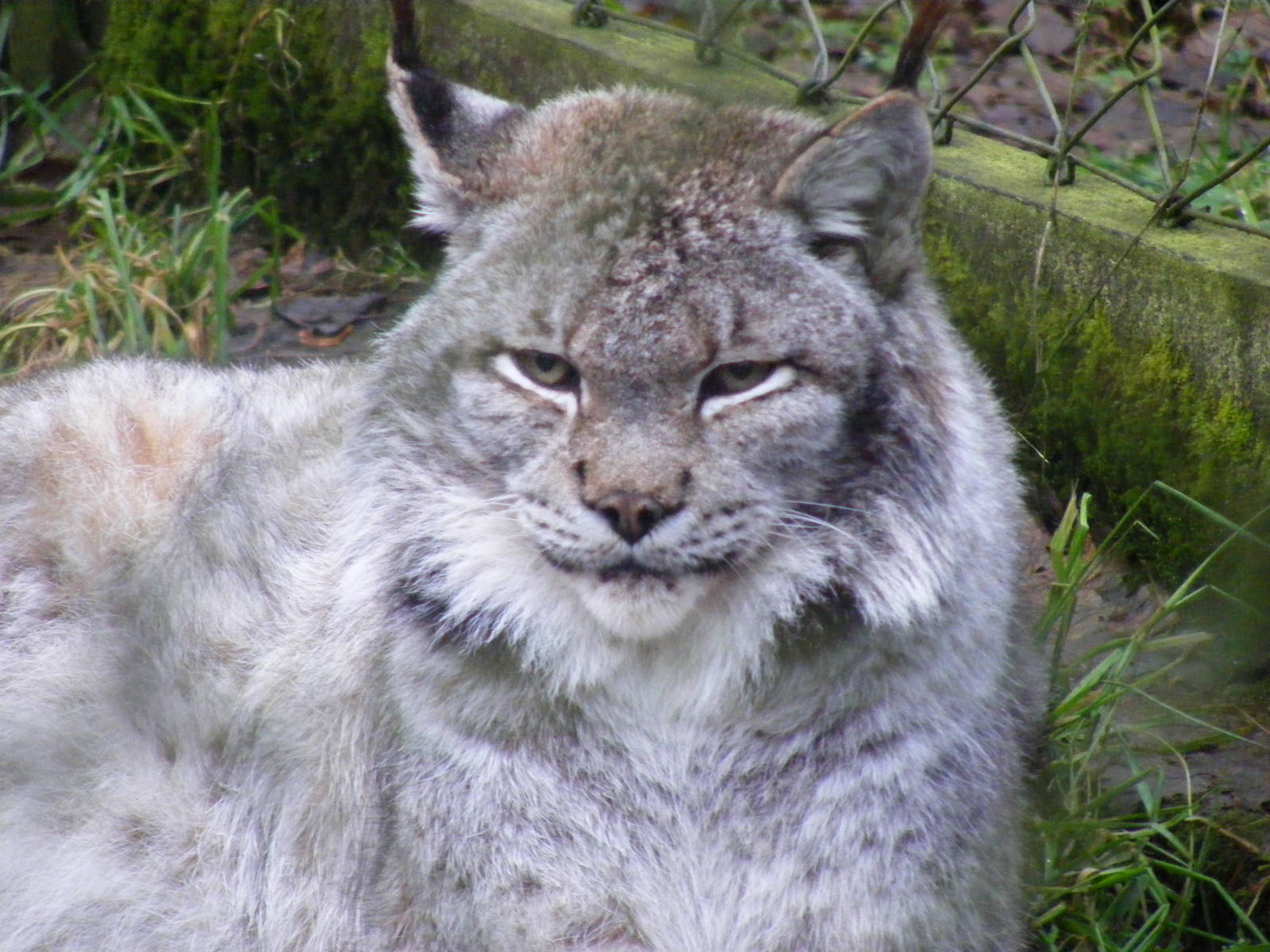 Kiruna the Siberian lynx at Dartmoor Zoo, 30 December 2010