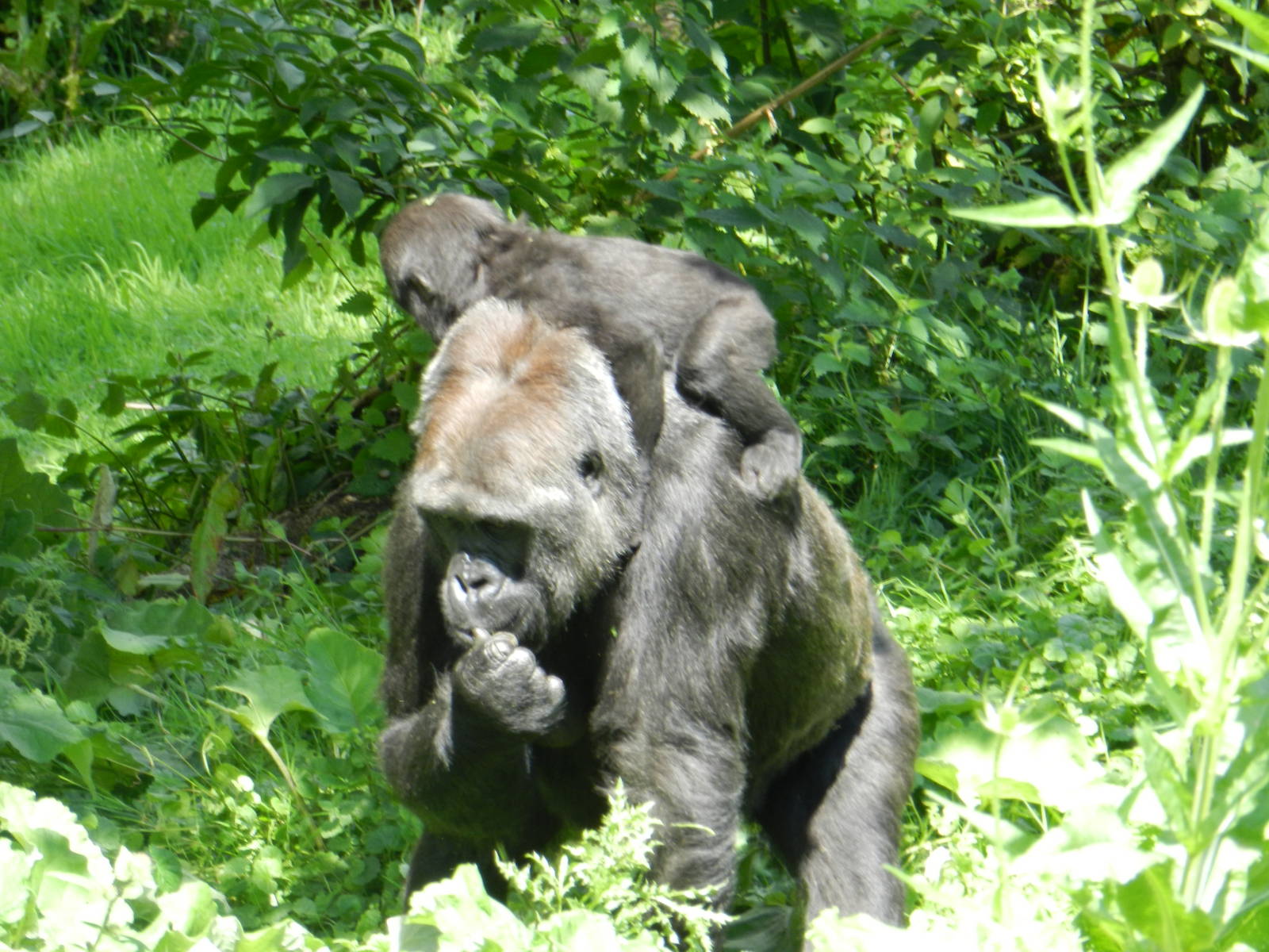 Kishi and Akou the Gorillas