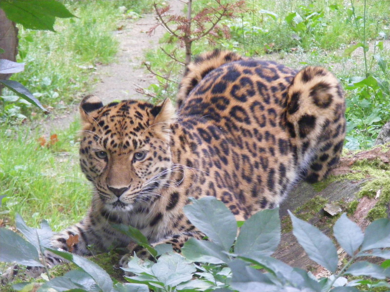 Kiska the Amur leopard at Marwell Wildlife, 30 August 2009