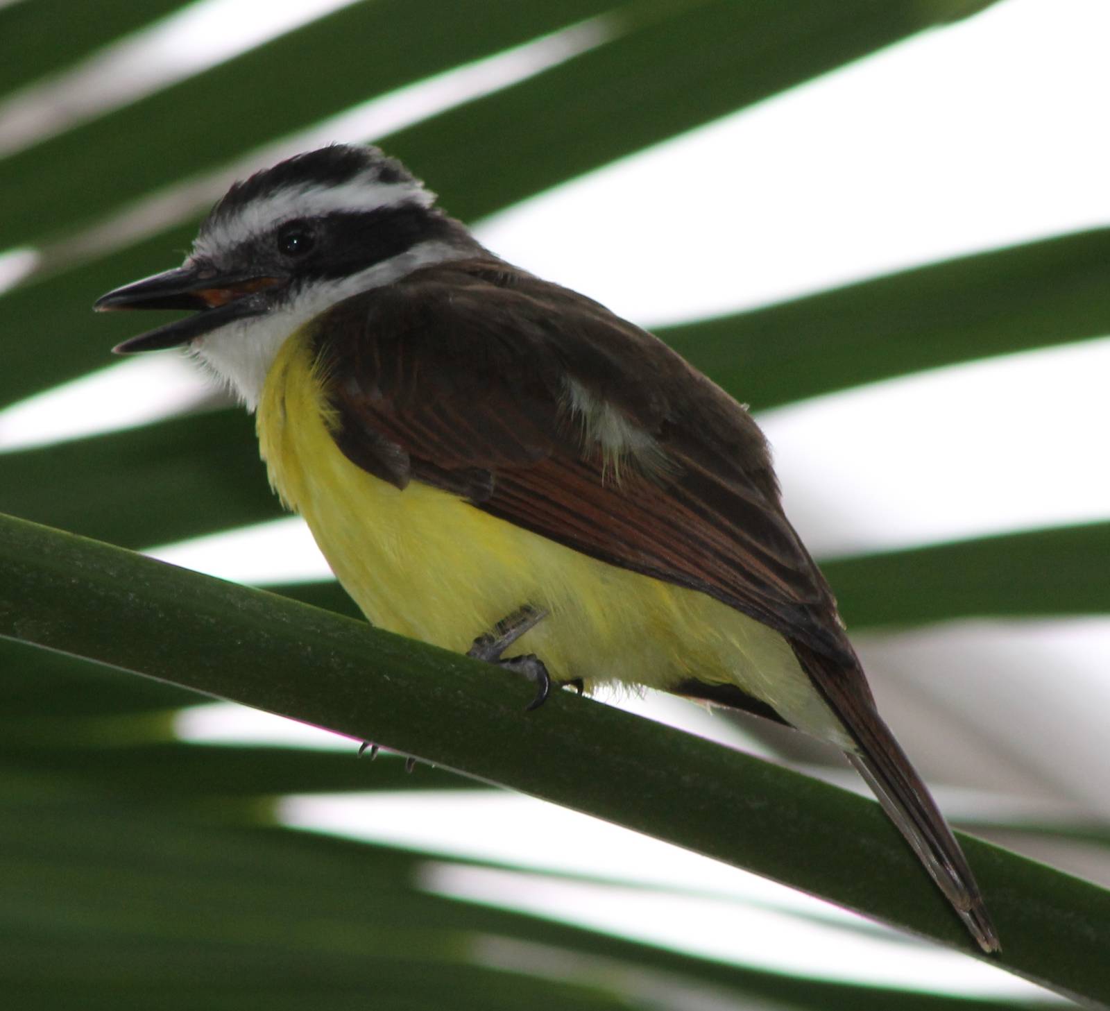 Kiskadee species