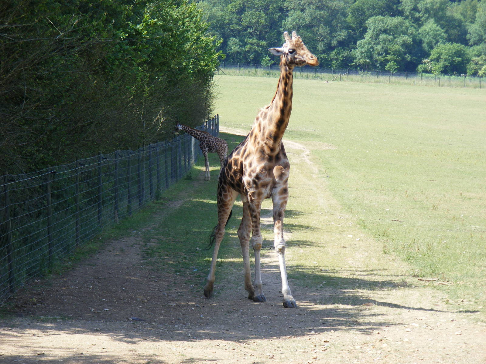 Kismet and Tiye the giraffes at Marwell Wildlife, 27 June 2010